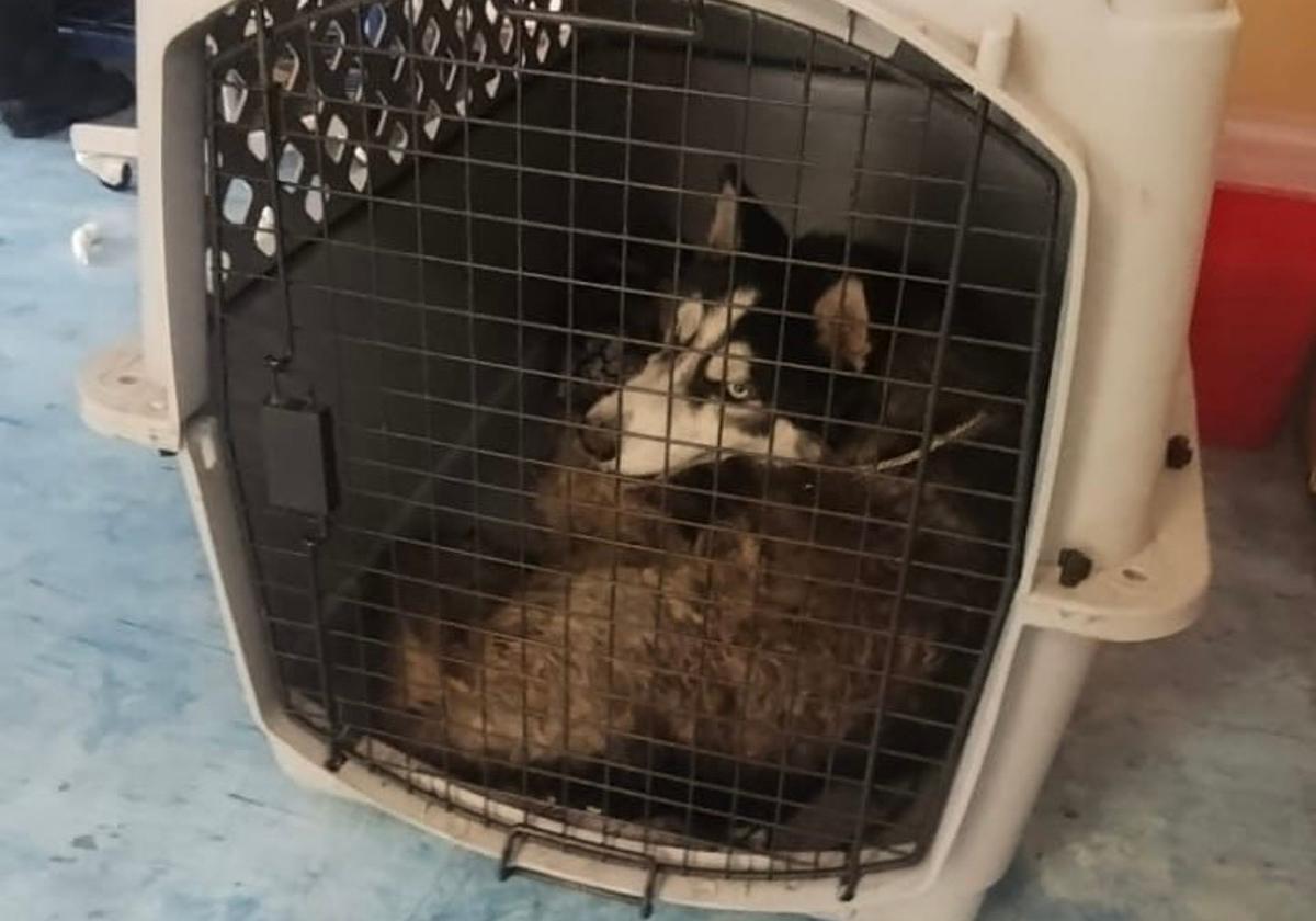 Rescata FGE a “Zeus”, perro husky hallado gravemente lesionado y en condiciones de abandono en Morelia-2