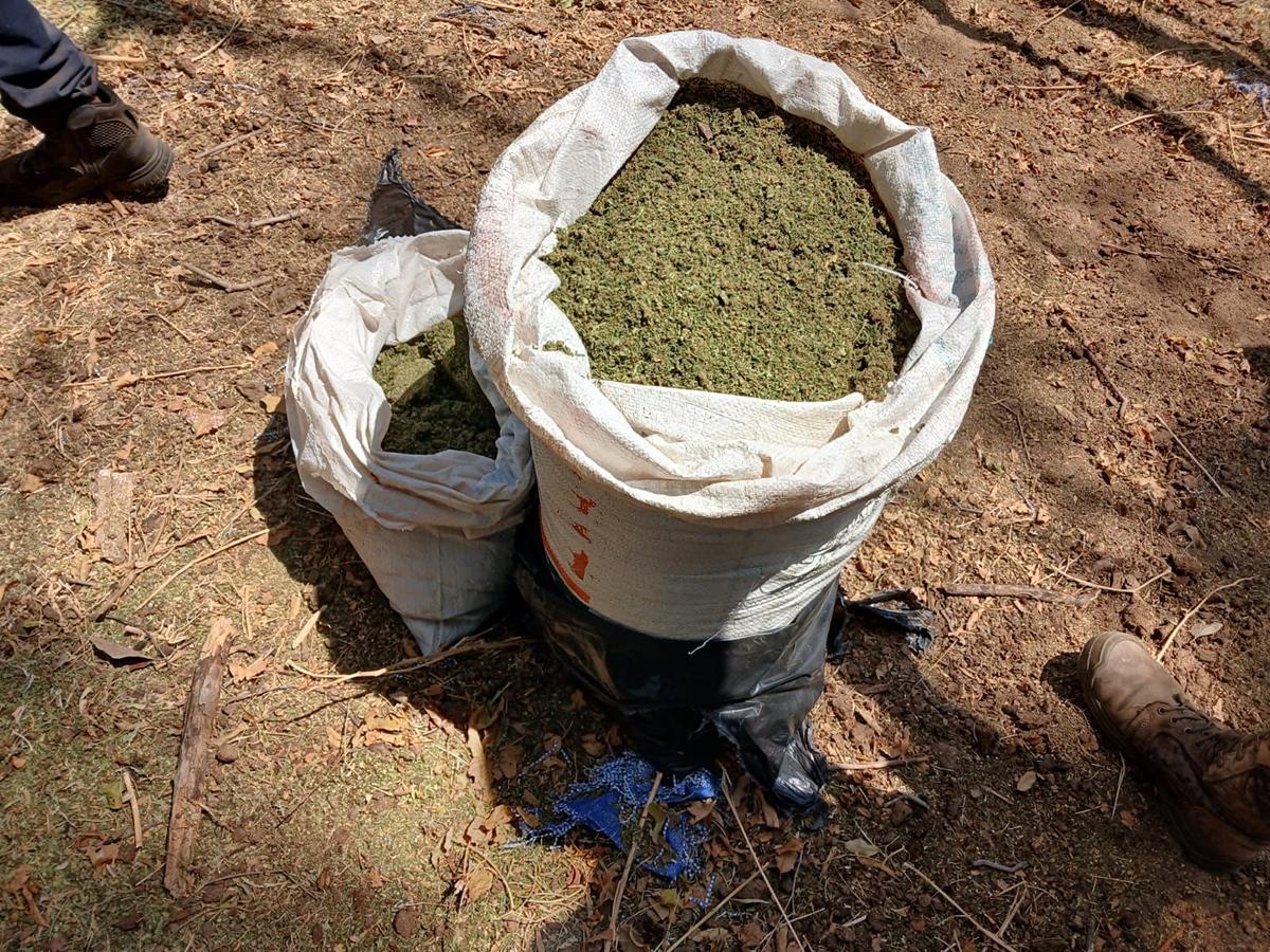SSP y Defensa incineran 12 mil 600 plantas de mariguana-2