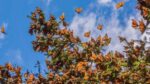 Vota por la Mariposa Monarca en los premios “Lo Mejor de México”