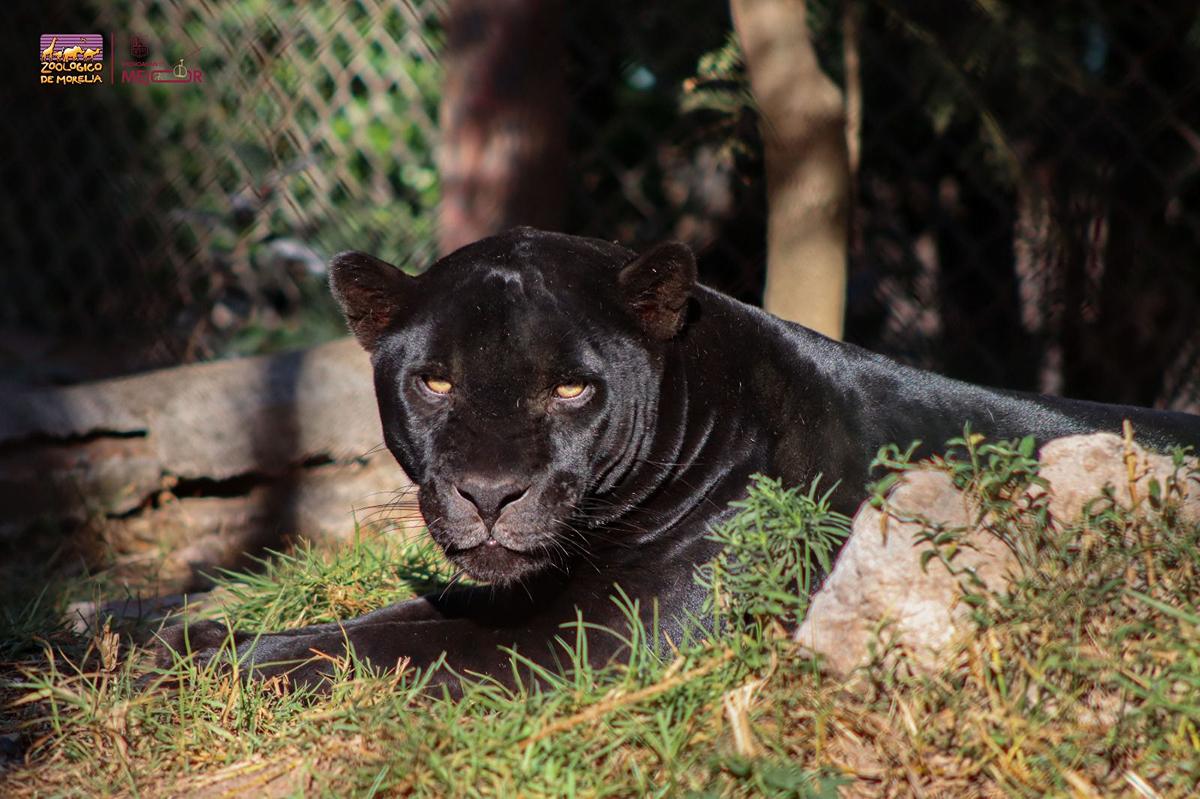 A correr por el jaguar: Zoológico de Morelia será sede de esta carrera con causa-1