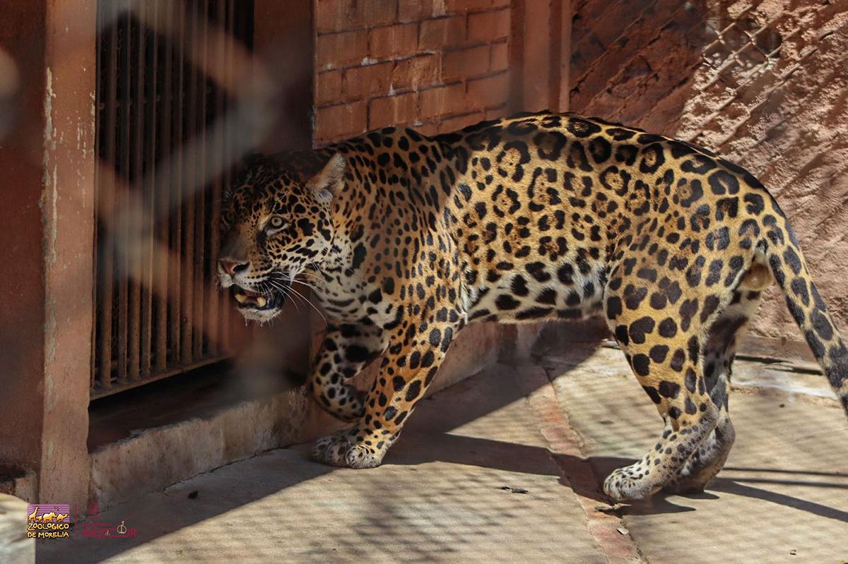 A correr por el jaguar: Zoológico de Morelia será sede de esta carrera con causa-2