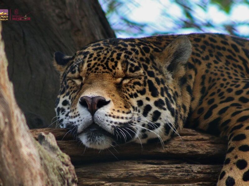 A correr por el jaguar: Zoológico de Morelia será sede de esta carrera con causa