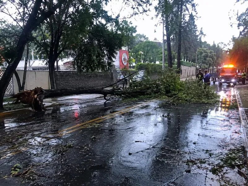 Deja tormenta árbol caído y encharcamientos en Morelia
