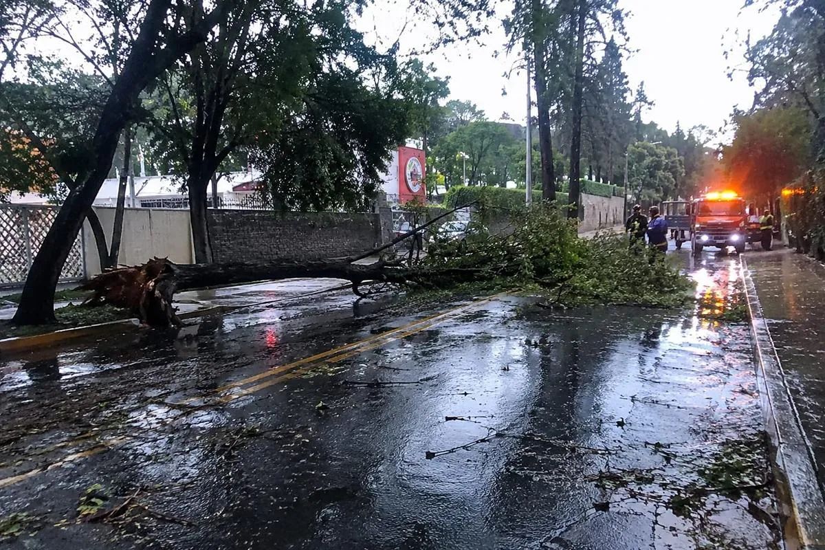 Deja tormenta árbol caído y encharcamientos en Morelia