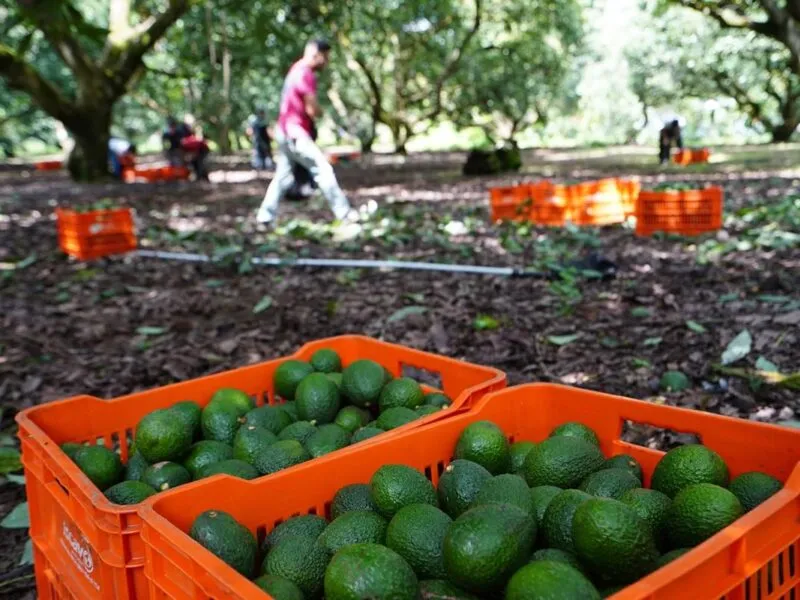 Denuncian ingreso de presuntos integrantes del CJNG a Charapan para compra de aguacate