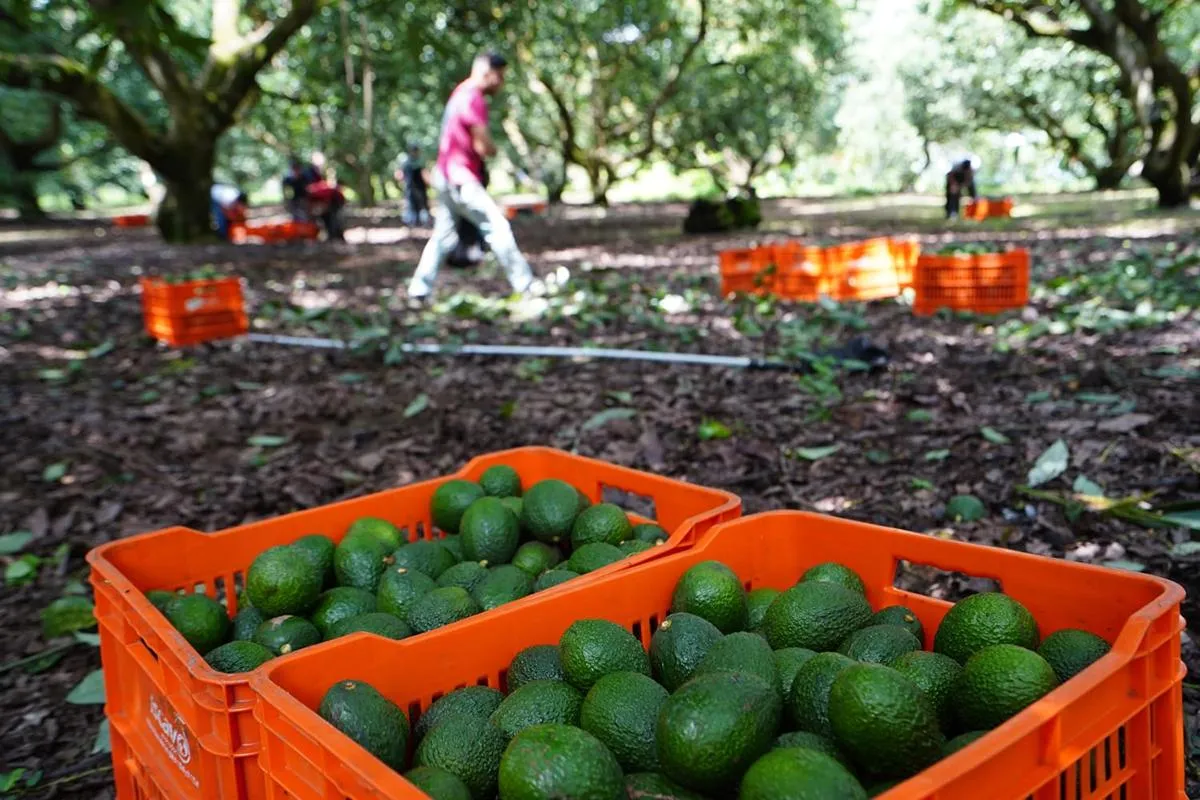 Denuncian ingreso de presuntos integrantes del CJNG a Charapan para compra de aguacate