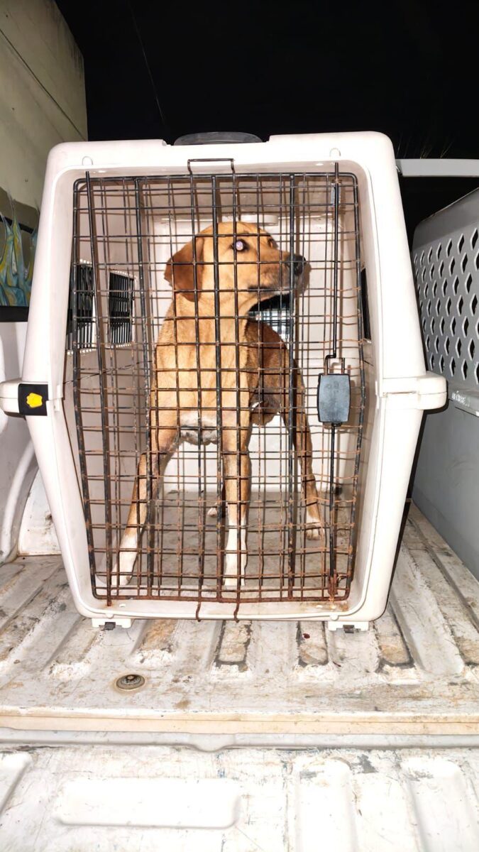 En cateo realizado en Morelia, rescata FGE a dos caninos víctimas de maltrato en Villas del Pedregal-2
