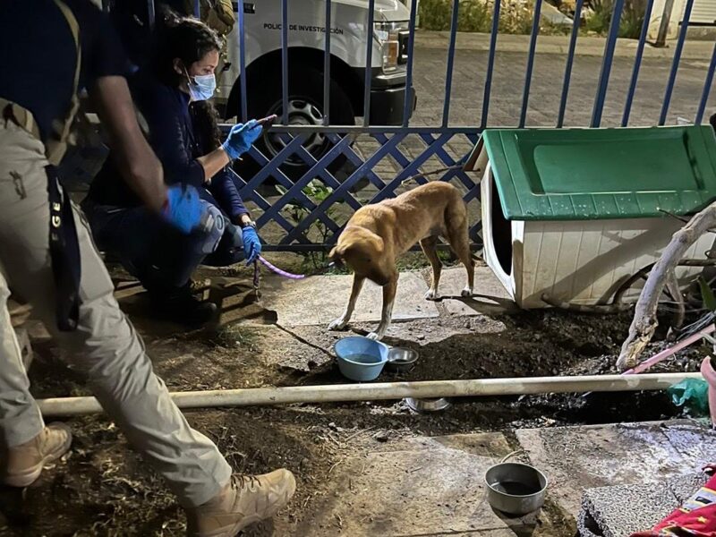 En cateo realizado en Morelia, rescata FGE a dos caninos víctimas de maltrato en Villas del Pedregal