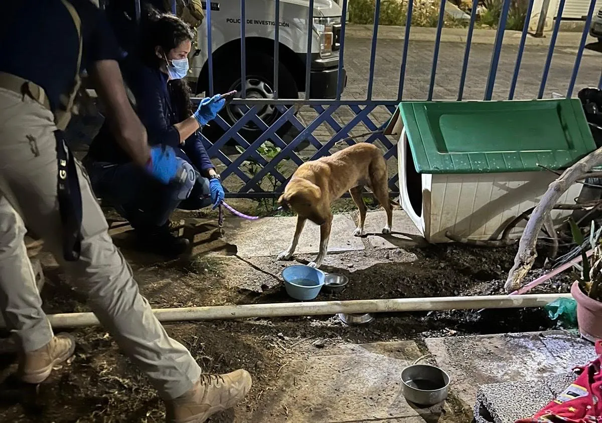 En cateo realizado en Morelia, rescata FGE a dos caninos víctimas de maltrato en Villas del Pedregal
