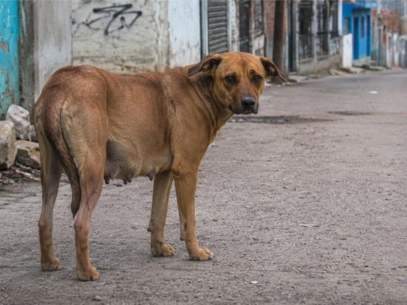envenenamiento de animales legislación Michoacán