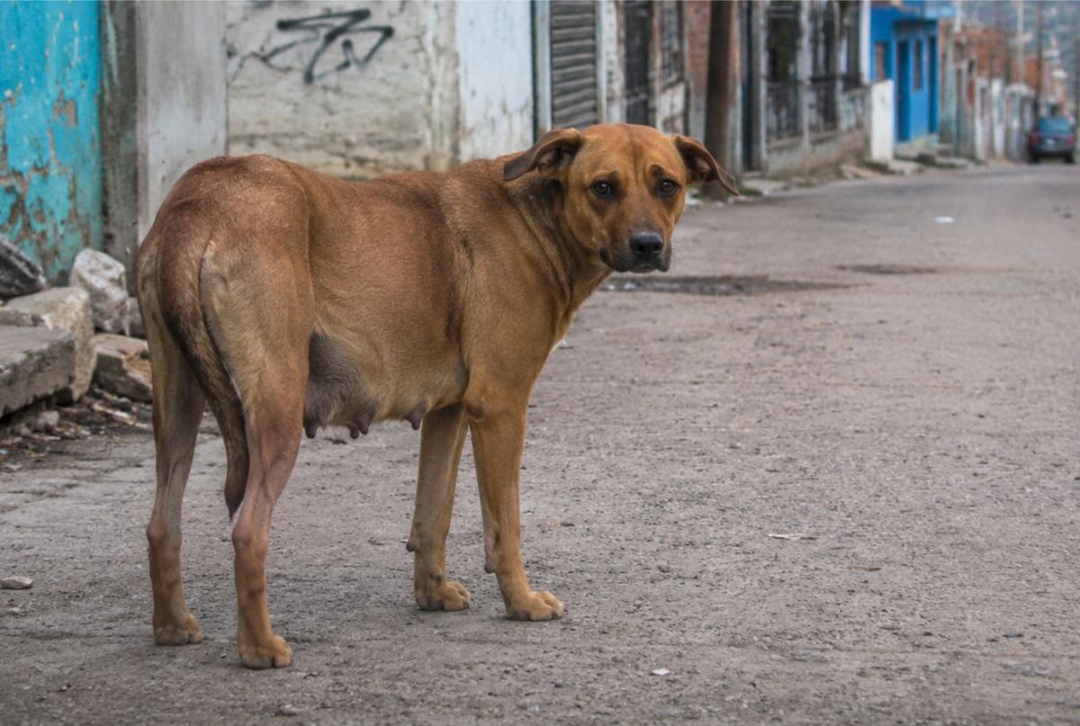envenenamiento de animales legislación Michoacán