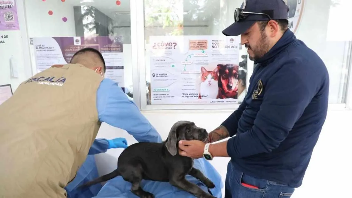 FGE Investigan venta ilegal de animales en Morelia 2