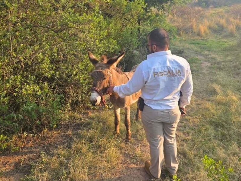 FGE rescata a burrito víctima de maltrato animal en Hidalgo; la acción fue coordinada con asociaciones civiles
