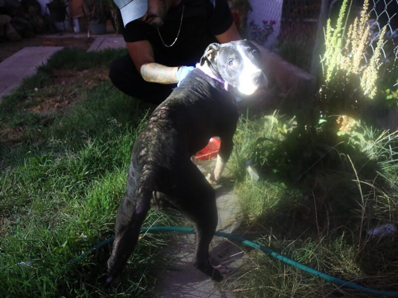 FGE rescata a canino en condiciones de abandono durante cateo en Tarímbaro