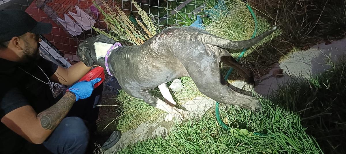 FGE rescata a canino en condiciones de abandono durante cateo en Tarímbaro; refuerza acciones de protección animal