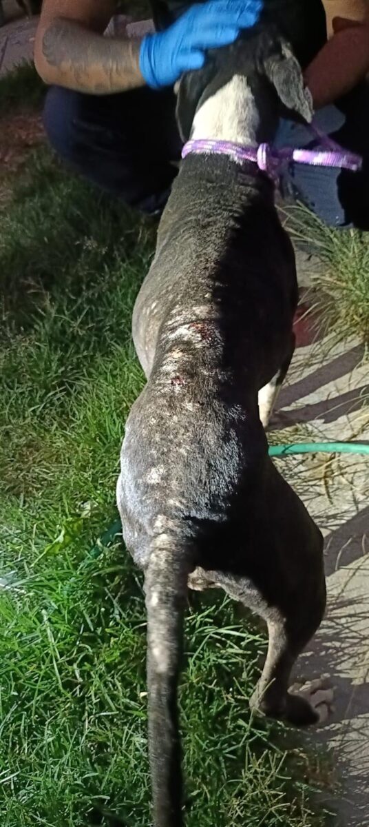 FGE rescata a canino en condiciones de abandono en Tarímbaro