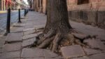 Fracturan plazas árboles inadecuados en Morelia; 90% del arbolado no es apto
