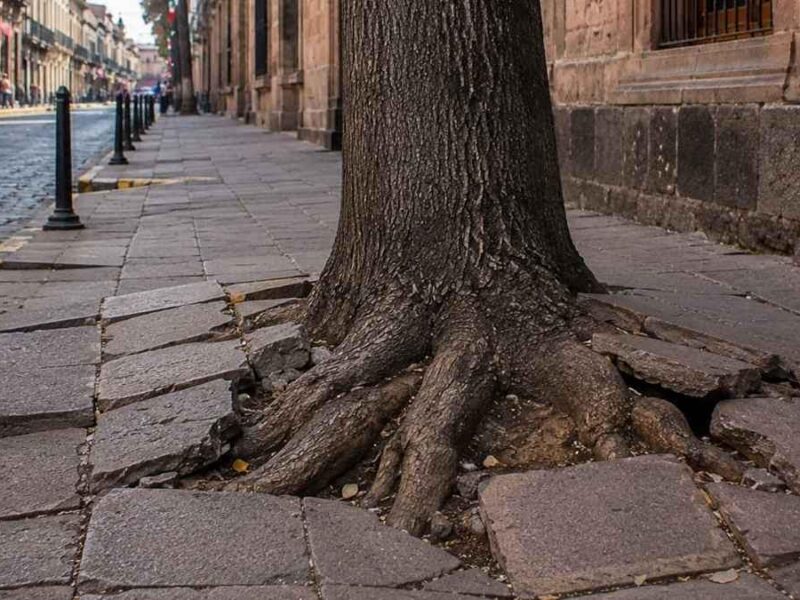 Fracturan plazas árboles inadecuados en Morelia; 90% del arbolado no es apto