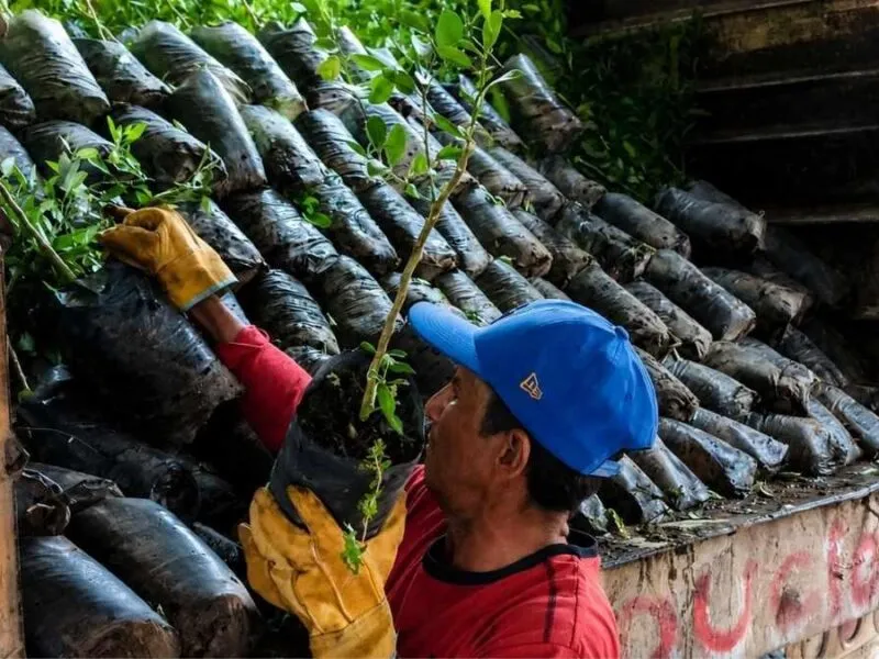 Impulso histórico al limón michoacano; avanza renovación de huertas en Tierra Caliente