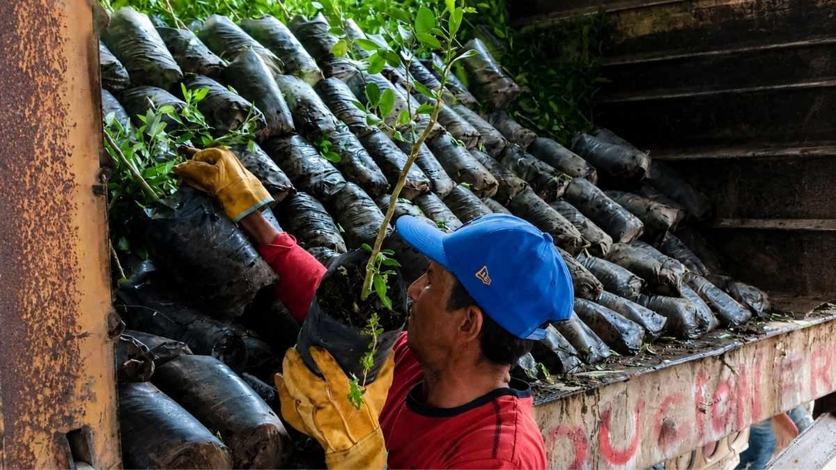 Impulso histórico al limón michoacano; avanza renovación de huertas en Tierra Caliente