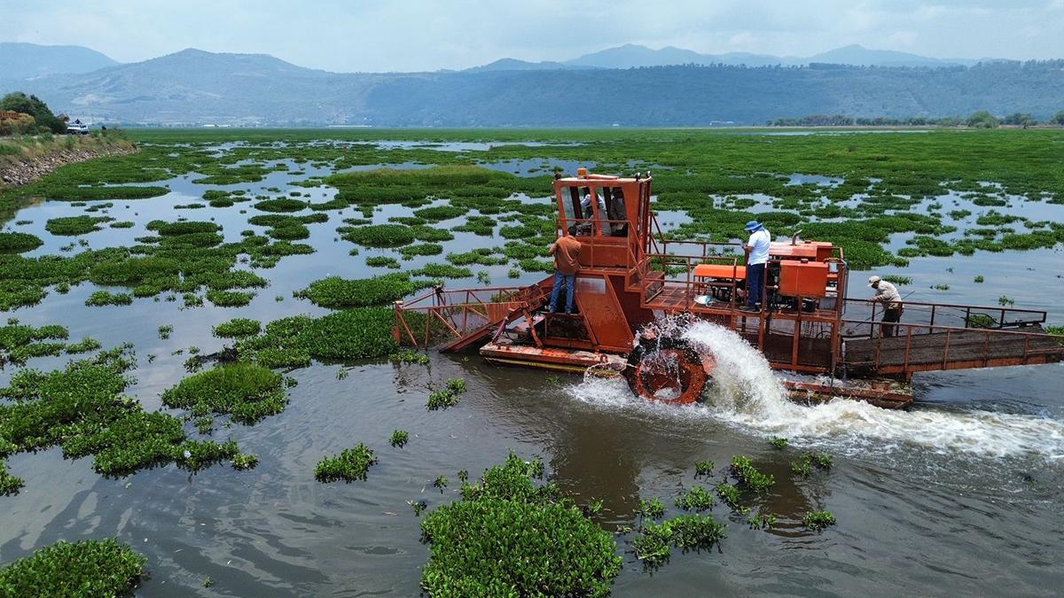 limpieza presa Malpaís lirio acuático