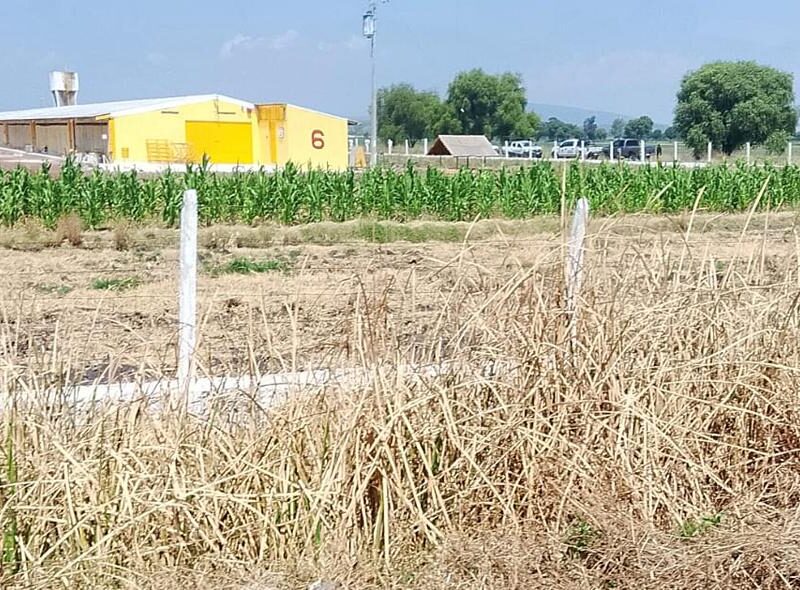 Localizan el cadáver de un hombre cerca de una granja avícola en Álvaro Obregón