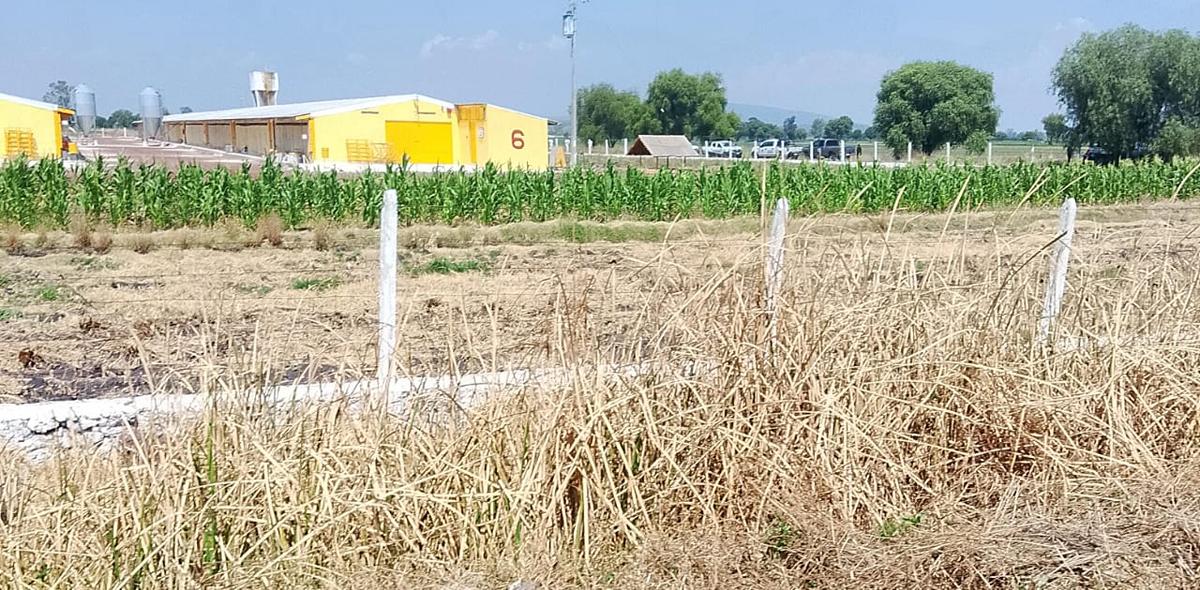 Localizan el cadáver de un hombre cerca de una granja avícola en Álvaro Obregón