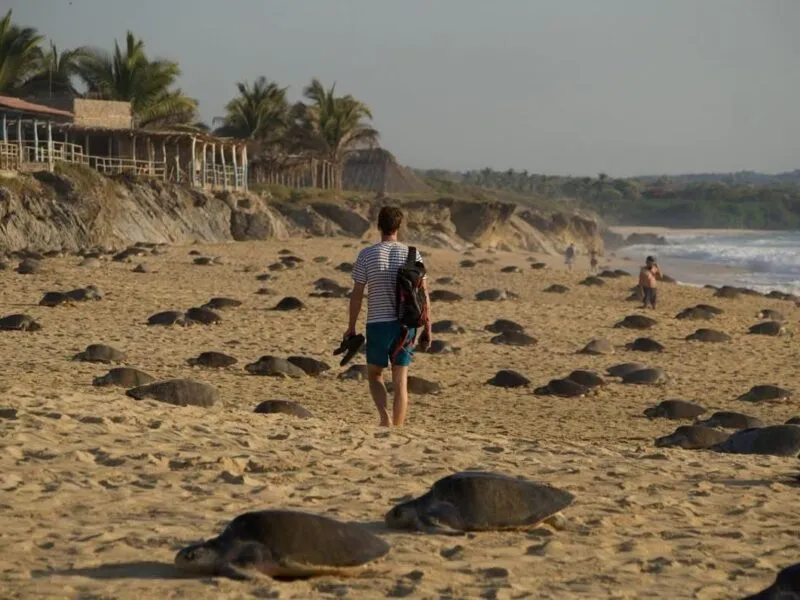 Michoacán destino donde tres especies de tortuga marina eligen la vida