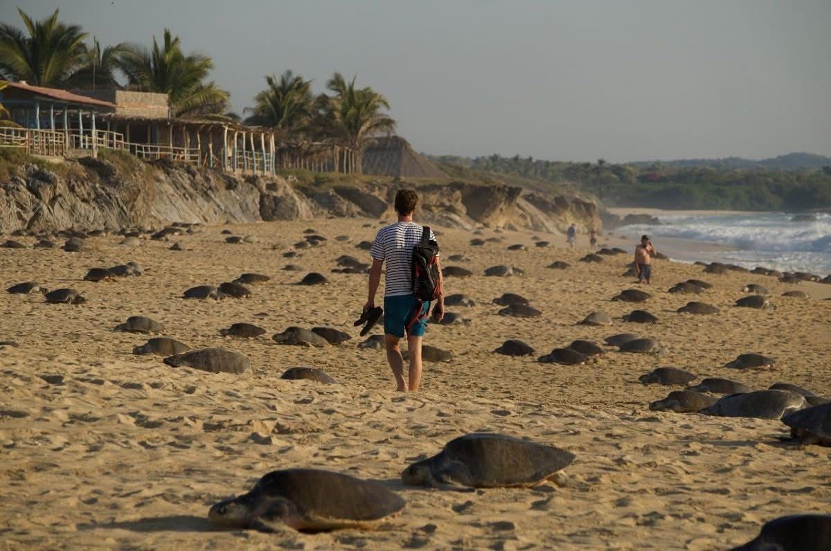 Michoacán destino donde tres especies de tortuga marina eligen la vida
