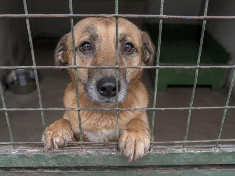Morelia: acumula IMPA 40 casos de maltrato animal sin avance en FGE