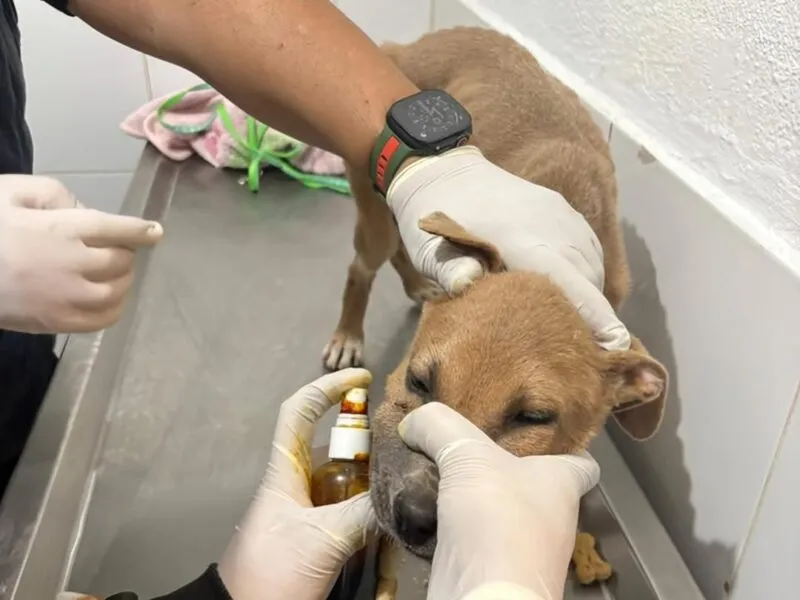 Morelia: IMPA, sin ambulancia pese a atender a mil 590 perros y gatos