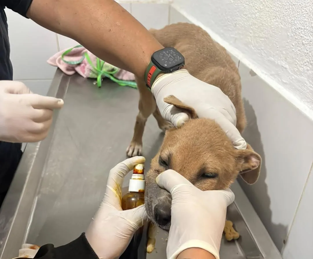 Morelia: IMPA, sin ambulancia pese a atender a mil 590 perros y gatos