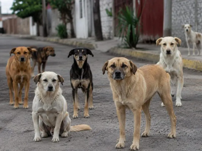 Morelia multas por envenenamiento animal
