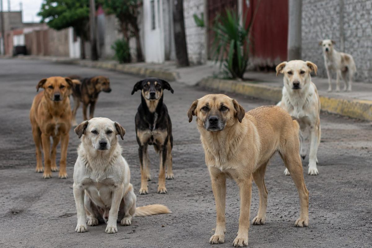 Morelia multas por envenenamiento animal