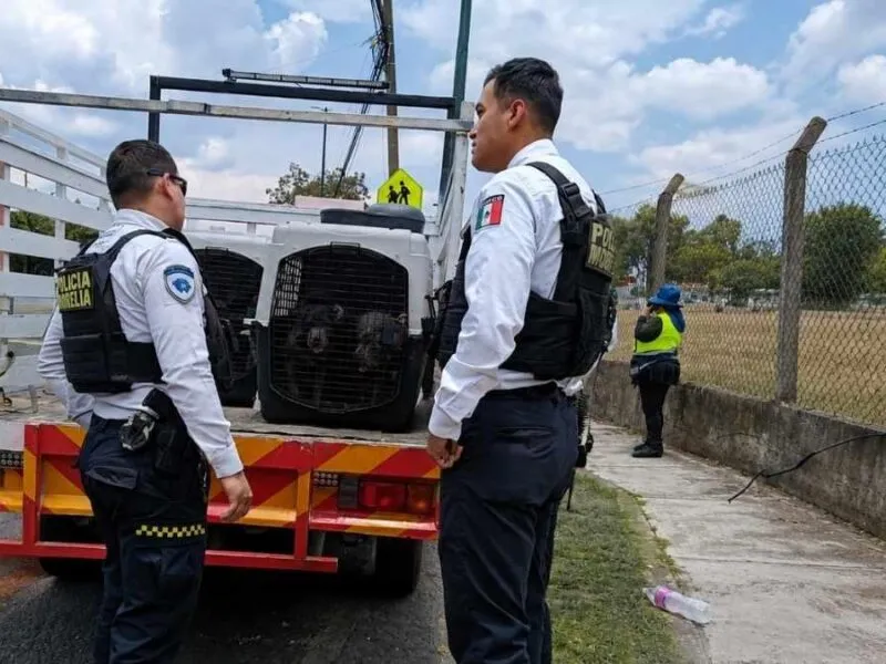 Policía Morelia rescata a 8 perritos hacinados; hay dos detenidos