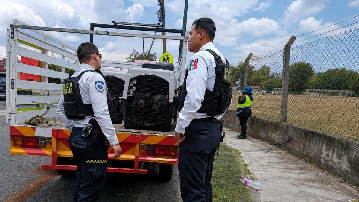 Policía Morelia rescata a 8 perritos hacinados; hay dos detenidos