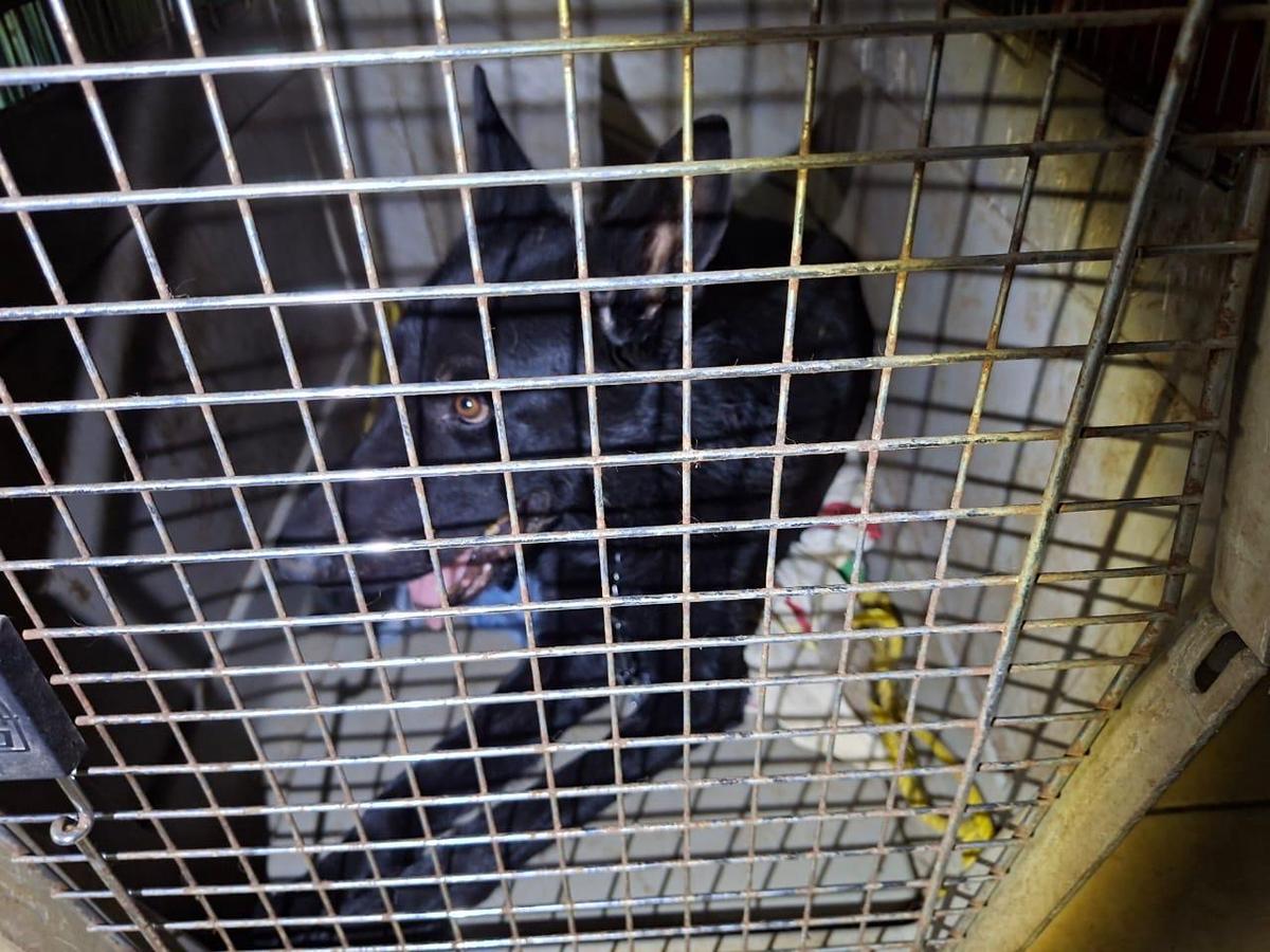Rescata FGE a 5 caninos víctimas de maltrato y abandono en Apatzingán