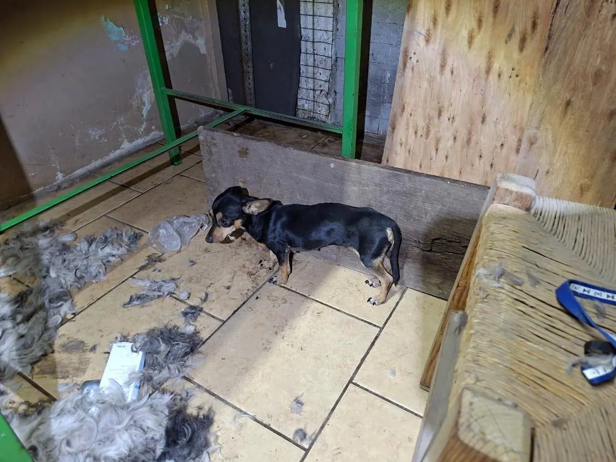 Rescata FGE a cinco ejemplares caninos víctimas de maltrato en Apatzingán