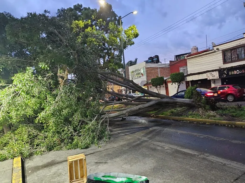 Suma Morelia 107 árboles caídos; crecen riesgos por lluvias