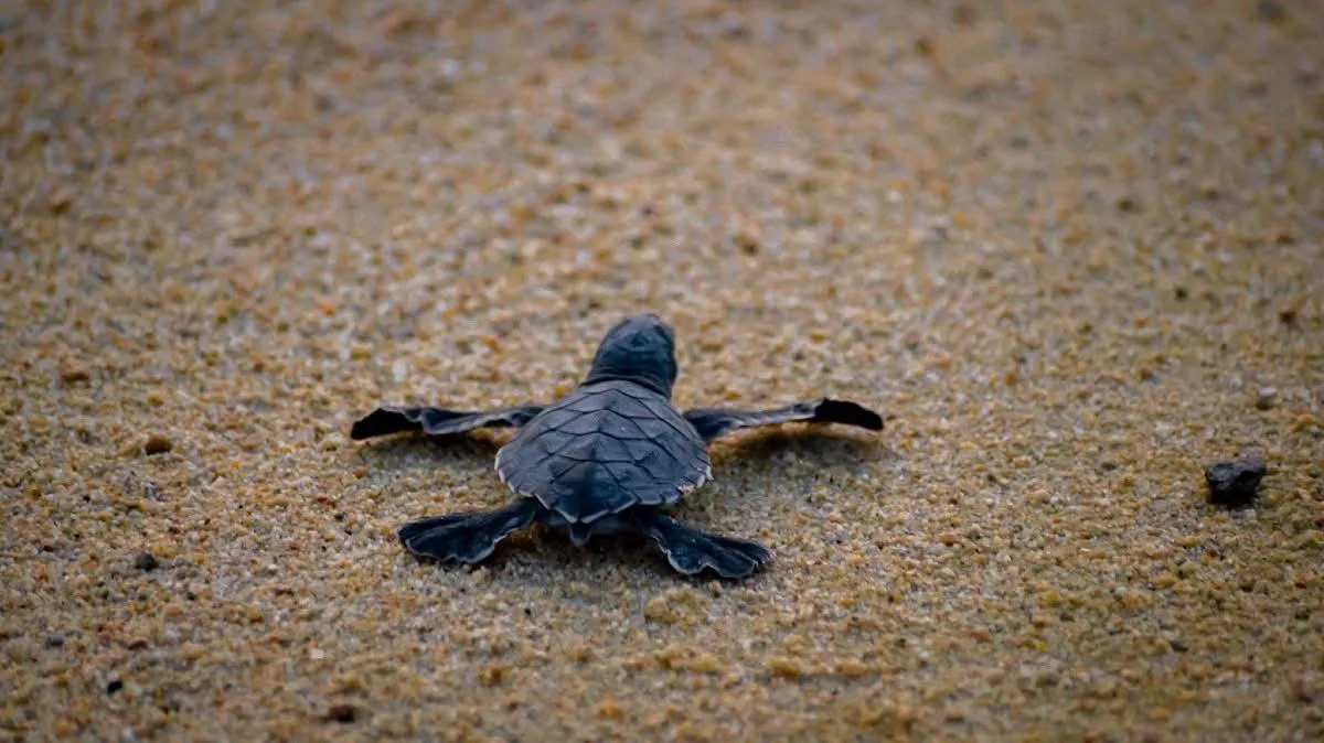 tres especies de tortuga marina eligen la vida en Michoacán