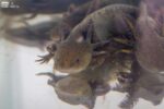 Zoológico de Morelia llevará ciencia para el rescate del ajolote a EUA