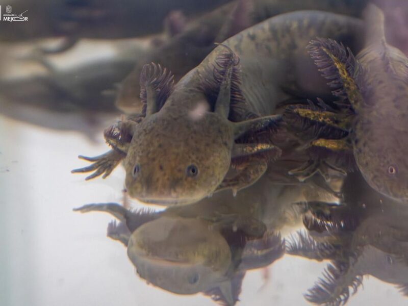 Zoológico de Morelia llevará ciencia para el rescate del ajolote a EE.UU.