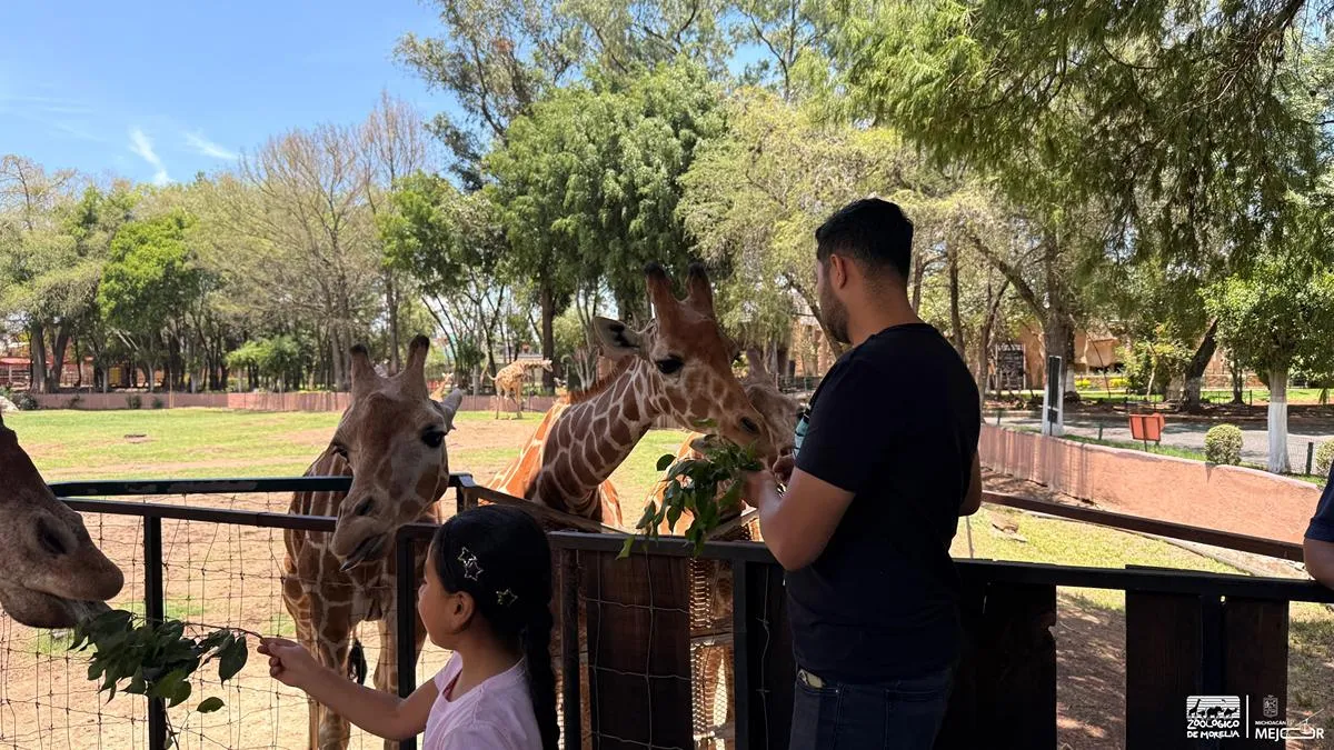 “Contando Manchas”: una experiencia para conocer y alimentar jirafas en el Zoológico de Morelia-1