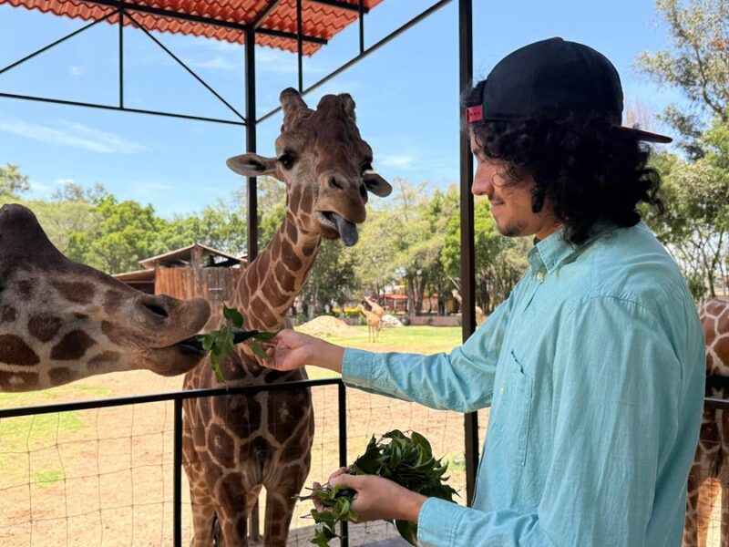 “Contando Manchas”: una experiencia para conocer y alimentar jirafas en el Zoológico de Morelia