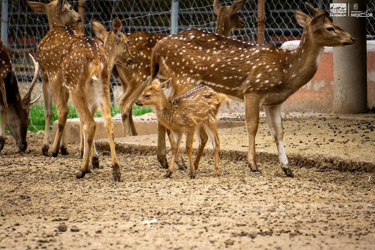 Crece la familia del Zoológico de Morelia: registran exitosa temporada de reproducciones
