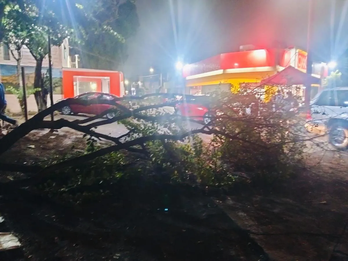 Deja tormenta en Morelia 6 árboles caídos, 2 rescates y apagones en 5 colonias