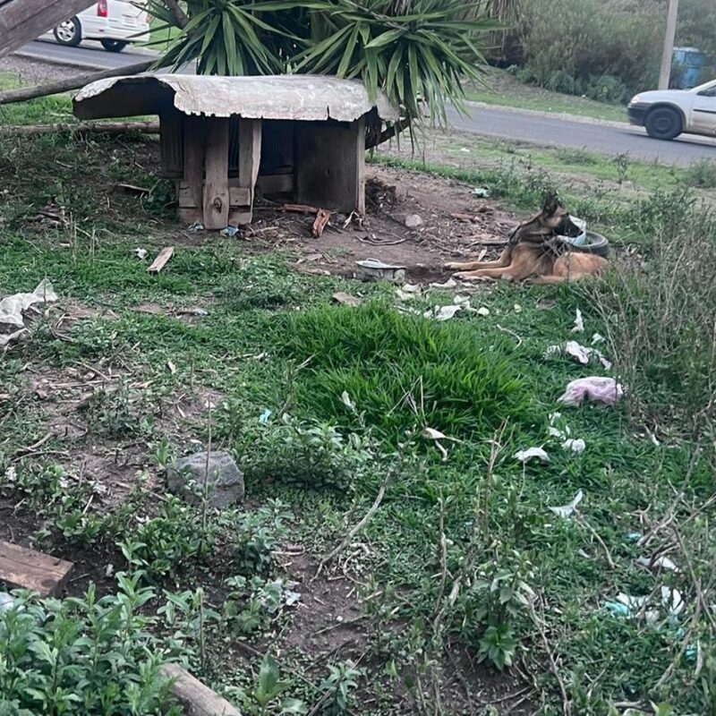 Ejecuta Fiscalía General cateo por maltrato animal en Hidalgo; asegura dos caninos en estado de desnutrición