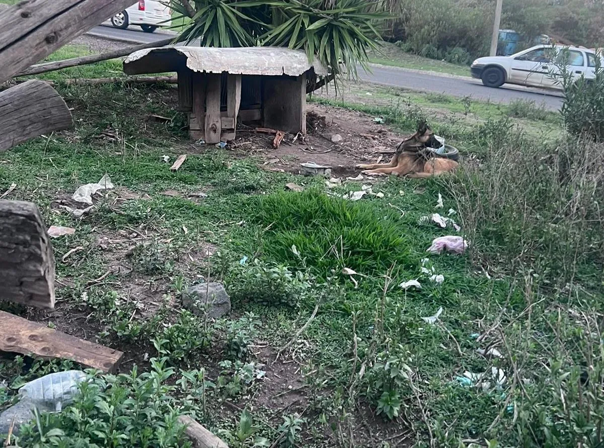 Ejecuta Fiscalía General cateo por maltrato animal en Hidalgo; asegura dos caninos en estado de desnutrición