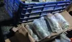 Ejército Mexicano asegura artefactos explosivos tras hallazgo de un campamento clandestino en Michoacán