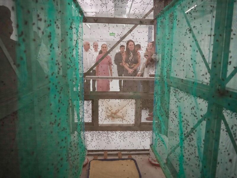 EUA abrirá frontera al ganado mexicano después de indicadores de resultados de planta de mosca estéril